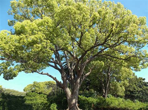 Camphor Tree – Santa Barbara Beautiful