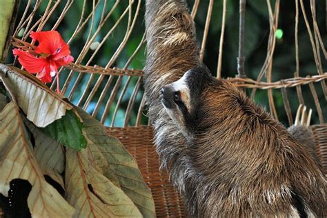 Cahuita of Puerto Viejo Caribbean wildlife and sloths watching half day ...