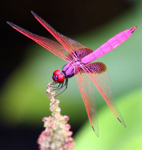 Magenta Dragonfly from Hong Kong is Trithemis aurora - What's That Bug?