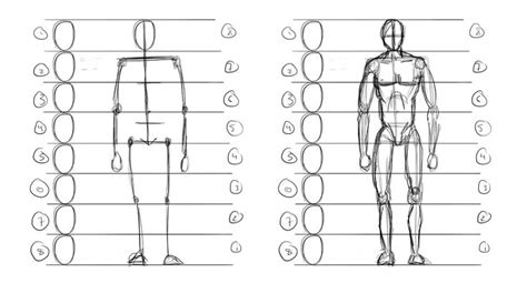 Drawing body proportions, Human body proportions, Body proportion drawing