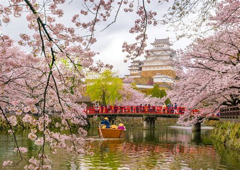 The spring cherry blossoms in Japan are blooming in October