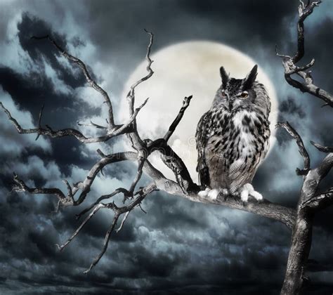 Owl On A Tree At Night stock photo. Image of bird, wild - 35286312