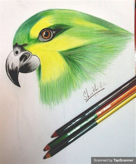 Color Pencil Sketch of a Bird