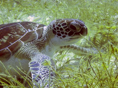 The Green Sea Turtle: Diet, Habitat, and Conservation Efforts | Earth.Org