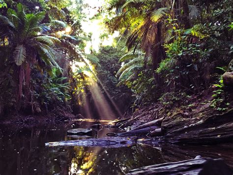 Is The Amazon Rainforest In Ecuador | RAINFOREST ANIMAL