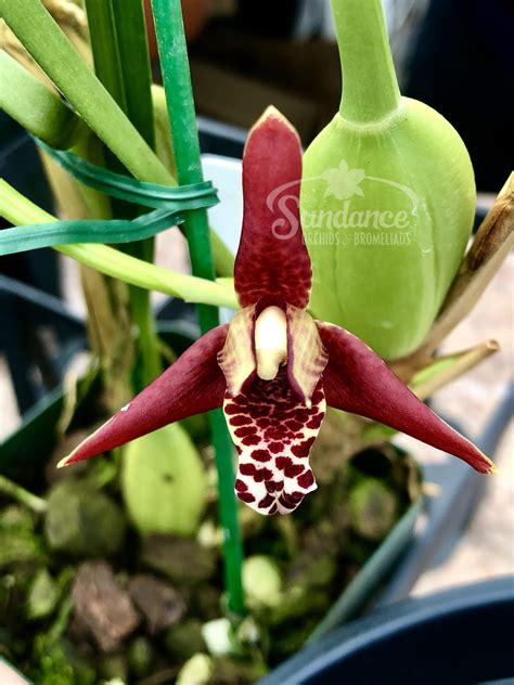 Maxillaria tenuifolia (Coconut Orchid) (4"Pot) - Sundance Orchids