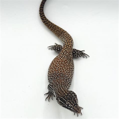 Red Ackie Monitor adult male