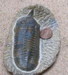 arthropod fossil | Fossil Lady