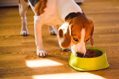 Best Canned Dog Food For Puppies Nutrition Guide