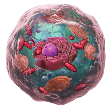 3D Tour of the Cell – ScienceWiz