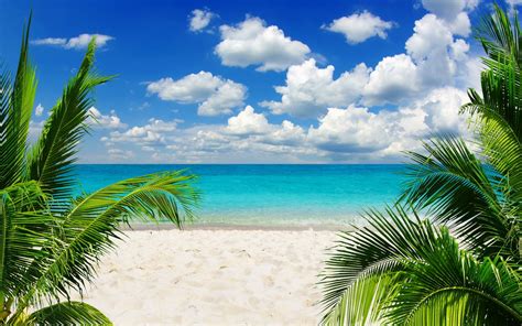 Online crop | green palm trees, beach, sand, palm trees, tropical HD ...