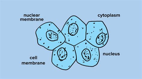 Human Cheek Cells Under A Microscope