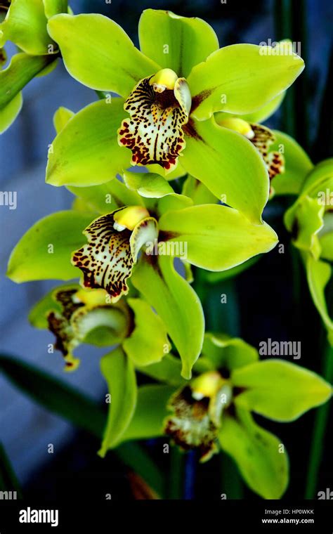 Orchids at Kew Gardens Stock Photo - Alamy