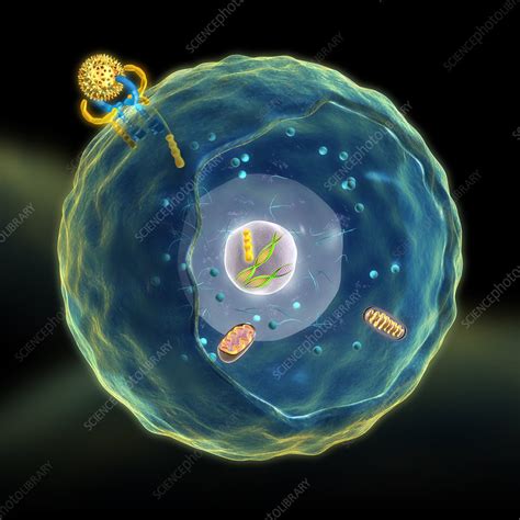 Cell signal transduction, illustration - Stock Image - C026/0877 ...