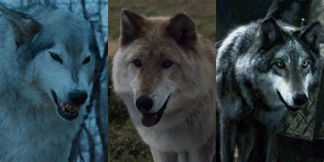 Game of Thrones: What Happened to the Direwolves?