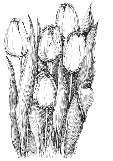 Tulips sketch pen and ink art original sketches black and | Etsy