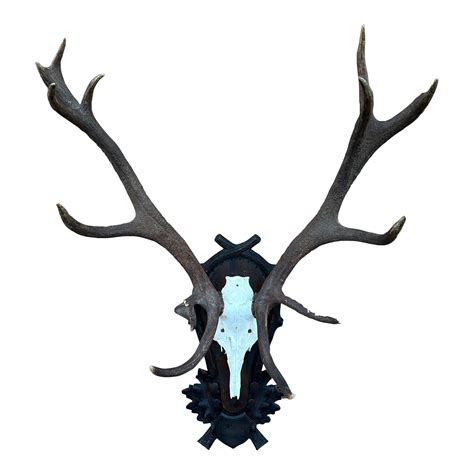 Red Deer Antlers Aka Staggs | Chairish