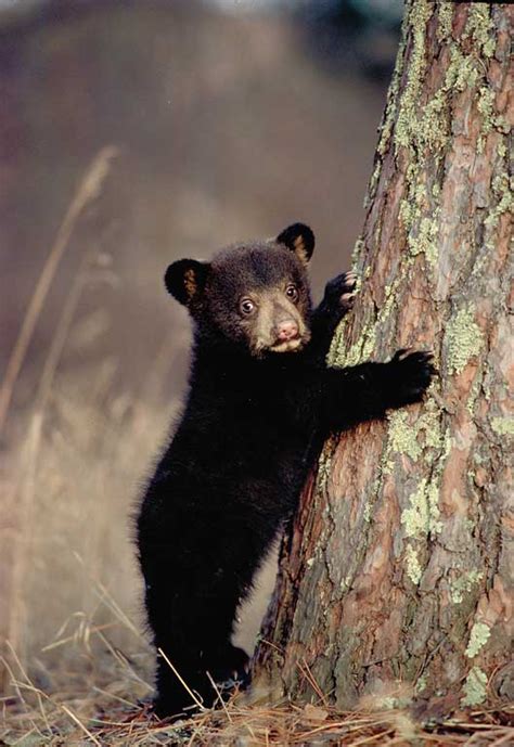 Quick Black Bear Facts - North American Bear CenterNorth American Bear ...