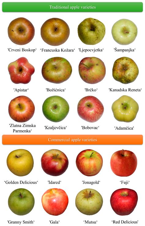 Apple Varieties