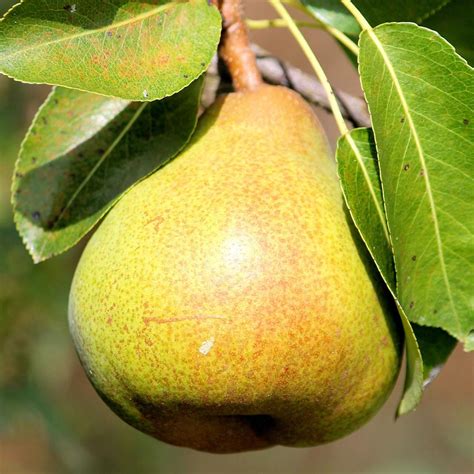 Pineapple Pear - Food Forest Nursery