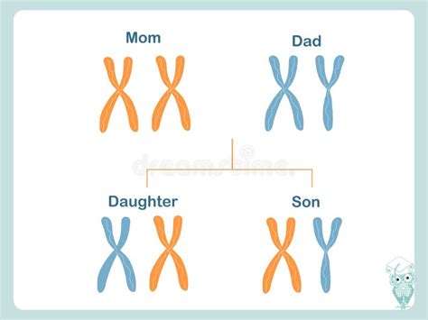 Duplicated Homologous Chromosomes Pair And Crossing-over Stock Vector ...