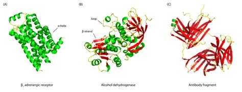 Secondary Structure Of Protein