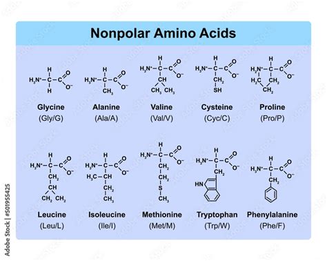 Amino Acid Structure