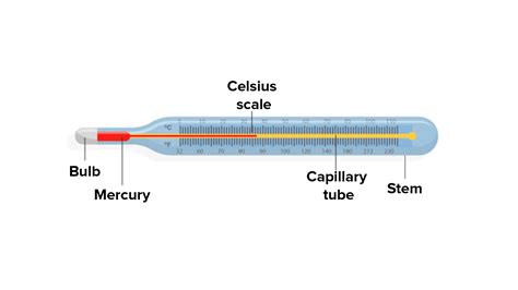 Draw the clinical thermometer and label its parts.