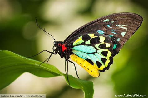 Queen Alexandra's Birdwing Butterfly Facts For Kids & Adults: Pictures ...