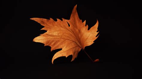 1920x1080 Autumn Leaf Black Background Laptop Full HD 1080P ,HD 4k ...