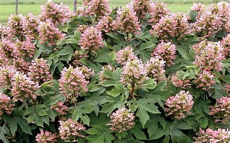 Munchkin Dwarf Oakleaf Hydrangea - 3 Gallon - Shrub - Shrubs for Summer ...