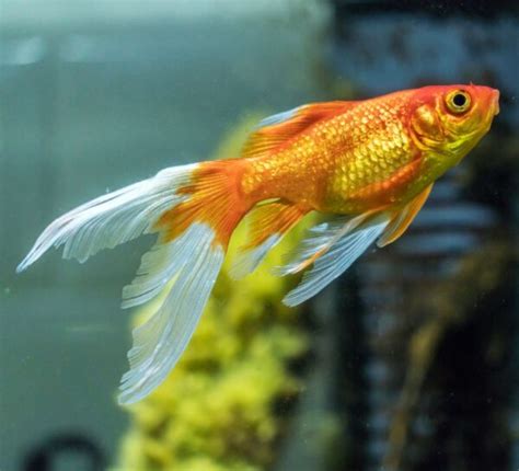 Comet Goldfish Care Guide - Feeding, Breeding & Tank Setup