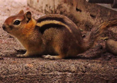 Rodentia – 10,000 Things of the Pacific Northwest