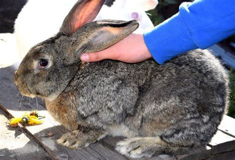 Flemish Giant Rabbit Breeds