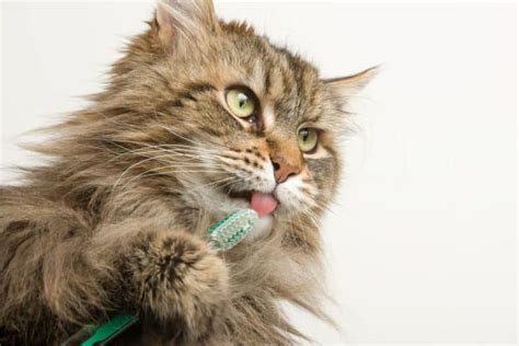 9 Common Health Problems With Maine Coon Cats - MaineCoon.org