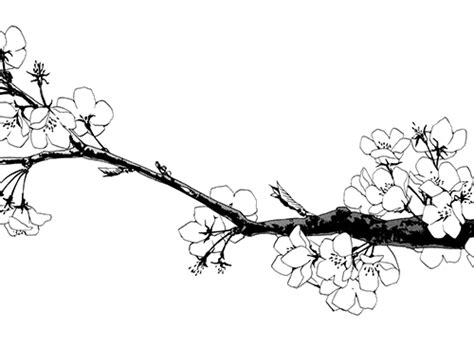 Sakura Tree Drawing at GetDrawings | Free download