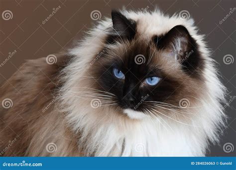 Ragdoll cat with blue eyes stock image. Image of feline - 284026063