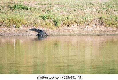 73 Snook Habitat Images, Stock Photos & Vectors | Shutterstock