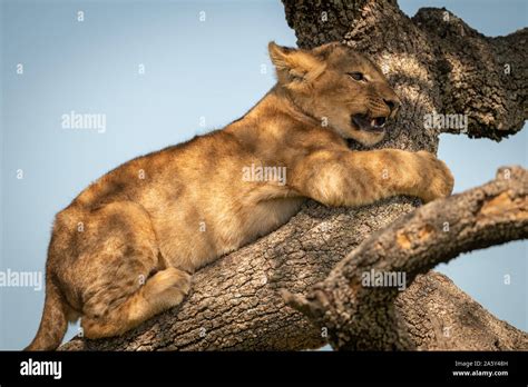 Close-up of lion cub hugging tree branch Stock Photo - Alamy