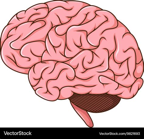 Human brain cartoon Royalty Free Vector Image - VectorStock