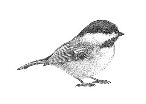 Black Capped Chickadee Drawing at PaintingValley.com | Explore ...