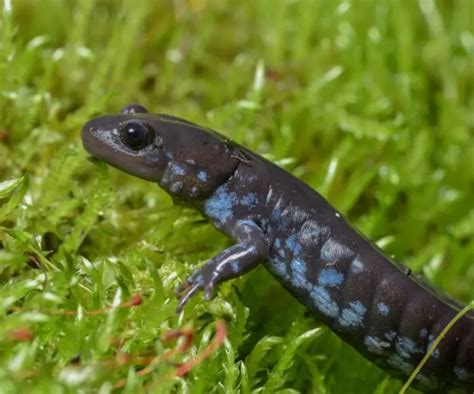 Blue-spotted salamander - Facts, Diet, Habitat & Pictures on Animalia.bio