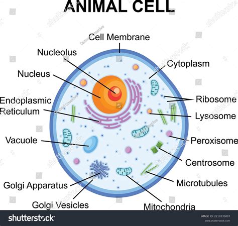 Animal Cell: Structure, Parts, Functions, Labeled Diagram, 57% OFF