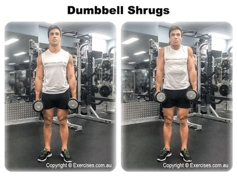 Dumbbell Shrugs