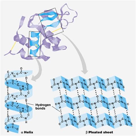 Protein Secondary Structure Prediction Service - Creative Proteomics