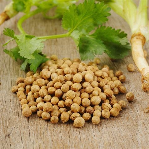 Coriander - Coriander Powder & Oil - Cilantro - Uses and Health Benefits