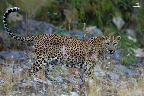 Kabini Wildlife Sanctuary - Red Earth