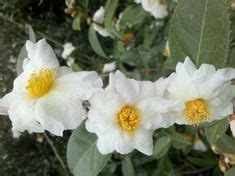 Camellia X 'Elaine Lee' z6a. Blooms in late fall. Upright. Sweetbay ...