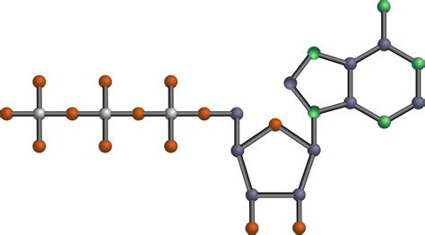 Model of ATP Molecule – Perkins School for the Blind