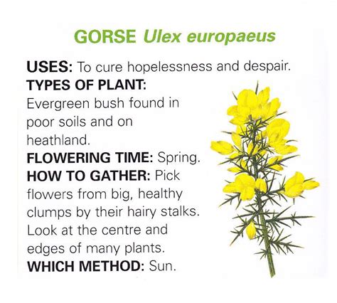 Gorse uses and method | Magickal herbs, Healing herbs, Essential oils herbs